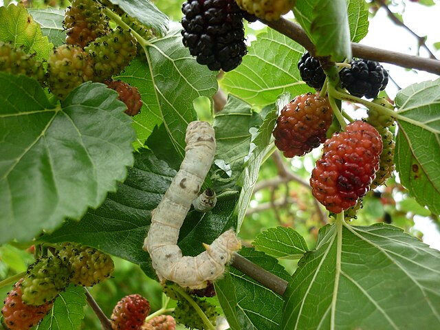 silkworms