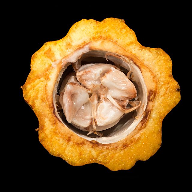 Chocolate: The Aztec Empire’s Sweetest Currency